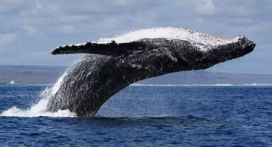 Whale’s ARB Build-up Revives Momentum For DeFi Token– Here’s Why