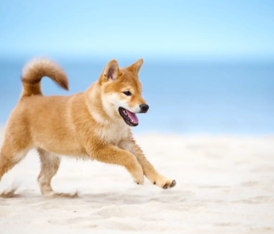 Shiba Inu (SHIB) Poised For Substantial Breakout: Here’s What To Look out for