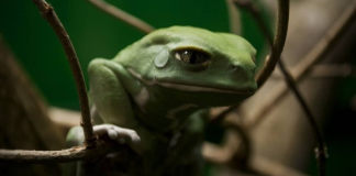 Pepecoin Craze Fades: How Meme Token’s Rate, Market Cap Were Halve