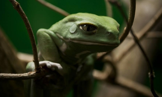 Pepecoin Craze Fades: How Meme Token’s Rate, Market Cap Were Halve