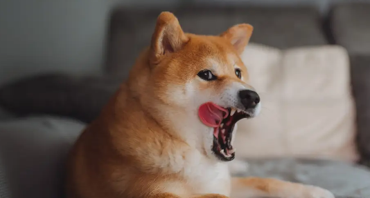 Shiba Inu Investors Go All-In: 338 Billion Token Build-up Signals Bullish Hint