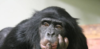 ApeCoin Holders Suffer Financial Discomfort As 95% Withstand Unfavorable Returns ApeCoin Holders Suffer Financial Discomfort As 95% Withstand Unfavorable Returns