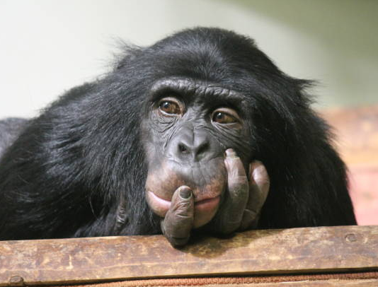 ApeCoin Holders Suffer Financial Discomfort As 95% Withstand Unfavorable Returns