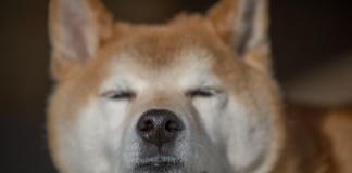 Bleak Dogecoin (DOGE) Social Belief Raises Concerns About Rate Turnaround