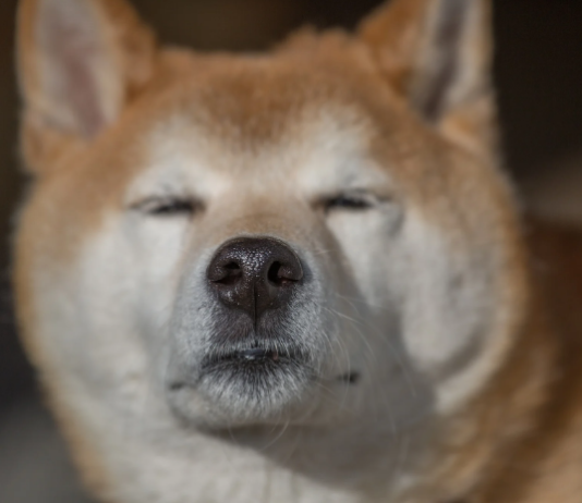 Bleak Dogecoin (DOGE) Social Belief Raises Concerns About Rate Turnaround