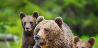 Polkadot Ventures Into Bearish Zone: What’s The Next Move For DOT?