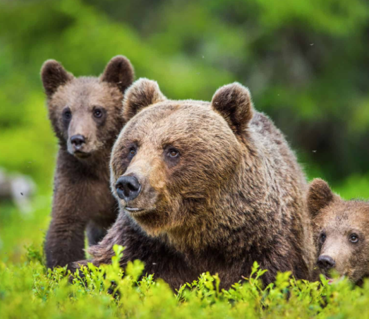 Polkadot Ventures Into Bearish Zone: What’s The Next Move For DOT?