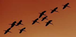 GRT Soars 13% As The Chart Prepares To Incorporate Arbitrum