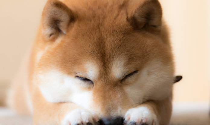 Shiba Inu Collapses: The Length Of Time Can The Meme Coin Climb Up Back Up?