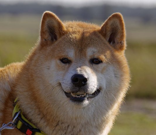Shiba Inu Lead Designer Reveals Shibacals, Advancing Shibarium Advancement