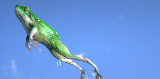 PEPE Jumps Almost 10% In 24 Hours, Stimulating Speculation Of A Brand-new Rally