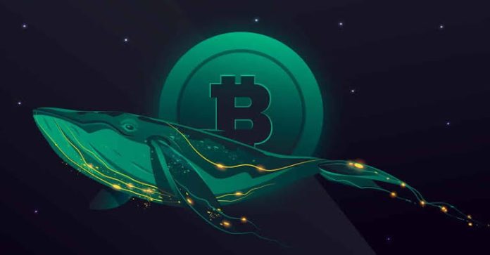 Bitcoin Whale Eliminates Almost $400 million In BTC From Binance Bitcoin Whale Eliminates Almost $400 million In BTC From Binance