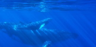 Bitcoin Whales Continue To Collect As BTC Makes Healing Push