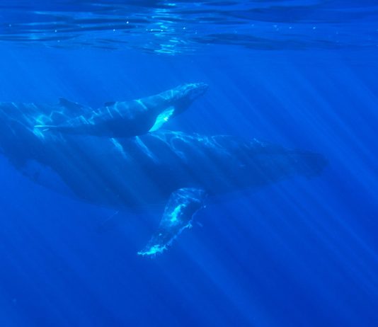 Bitcoin Whales Continue To Collect As BTC Makes Healing Push