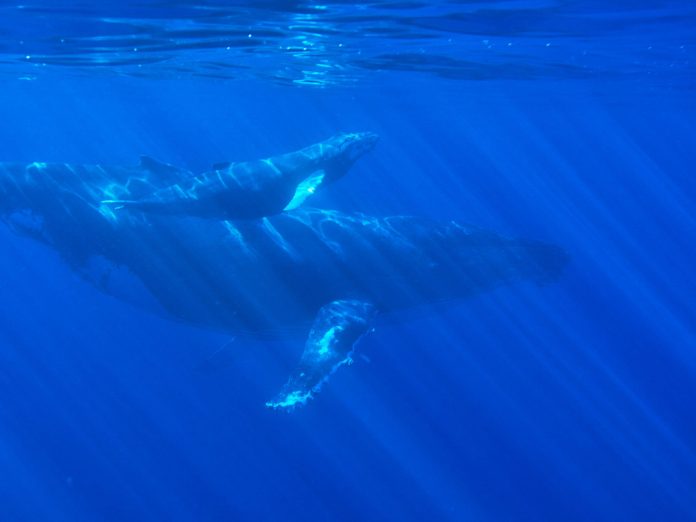 Bitcoin Whales Continue To Collect As BTC Makes Healing Push