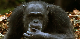 ApeCoin Q2 Downturn Continues: Exists A Silver Lining Ahead? ApeCoin Q2 Downturn Continues: Exists A Silver Lining Ahead?