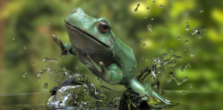 PEPE Leapfrogs With 72% Rally– What lags The Surprise Vitality?