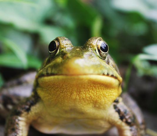 PEPE Increasing: 63% Weekly Gain Showcases Unstoppable Momentum