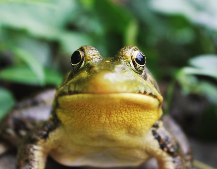 PEPE Increasing: 63% Weekly Gain Showcases Unstoppable Momentum