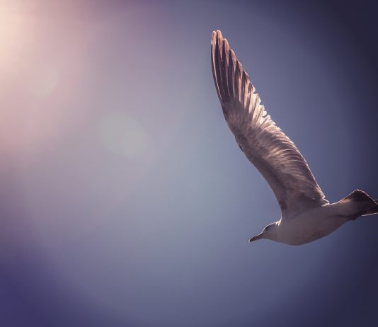 Optimism Bedrock Upgrade Sends Out Network Deals Skyrocketing By 67%