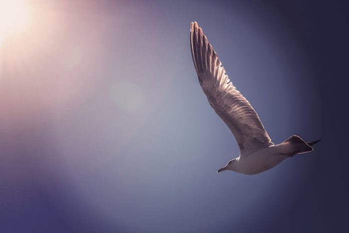 Optimism Bedrock Upgrade Sends Out Network Deals Skyrocketing By 67%