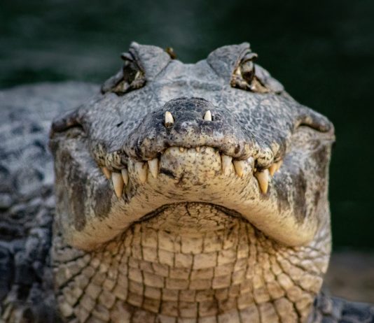 Bitcoin Begins To Bite Back States Reptilian Technical Signal