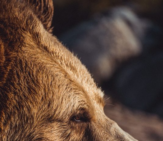 Bitcoin Rate Has A Hard Time As Bears Effort To Drive It Listed Below $30,000