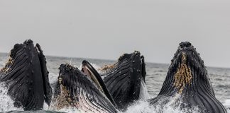 Altcoin Whales Program Highly Active Day, Volatility Inbound?