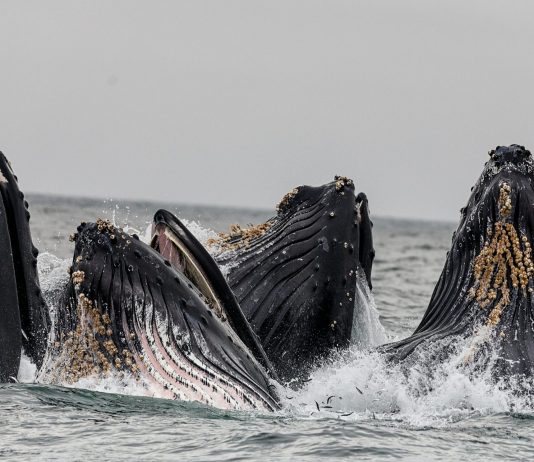 Altcoin Whales Program Highly Active Day, Volatility Inbound?