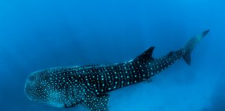 Bitcoin Sharks & & Whales Program Strong Purchasing, Rally To Continue In July?