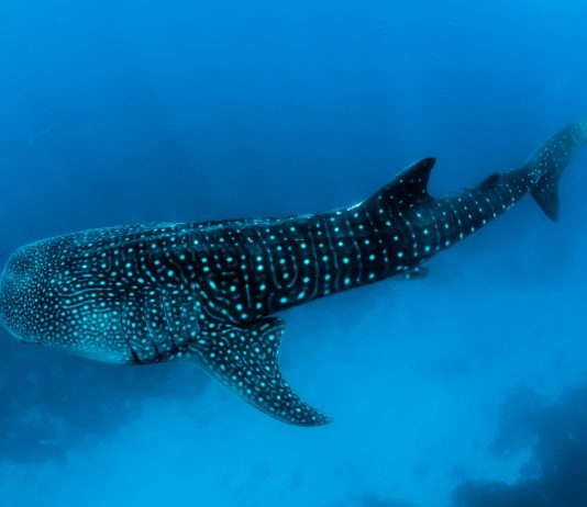 Bitcoin Sharks & & Whales Program Strong Purchasing, Rally To Continue In July?