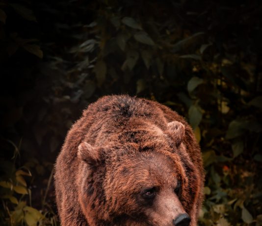 Bitcoin Bulls Dominate, However Professional Alerts Of Prospective $20,000 Retest