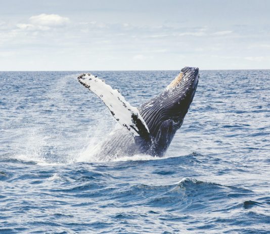 Bitcoin Humpback Wallets Reach ATH, Is BlackRock Behind The Rise?