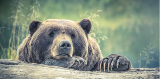 Litecoin (LTC) Cost Compromises Listed Below $100 As Bears Extend Their Grip