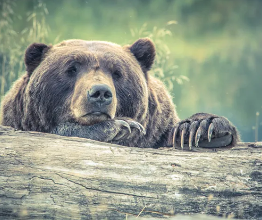 Litecoin (LTC) Cost Compromises Listed Below $100 As Bears Extend Their Grip Litecoin (LTC) Cost Compromises Listed Below $100 As Bears Extend Their Grip