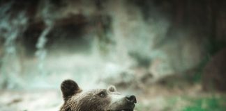 Chainlink Cost Stalls At Secret Assistance Level, Have The Bears Took control of? Chainlink Cost Stalls At Secret Assistance Level, Have The Bears Took control of?