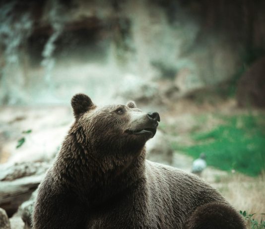 Chainlink Cost Stalls At Secret Assistance Level, Have The Bears Took control of?