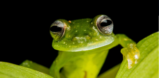 PEPE Cost Drops More Than 60% From ATH– What Lies Ahead?