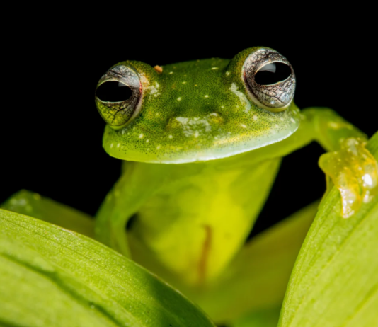 PEPE Cost Drops More Than 60% From ATH– What Lies Ahead?