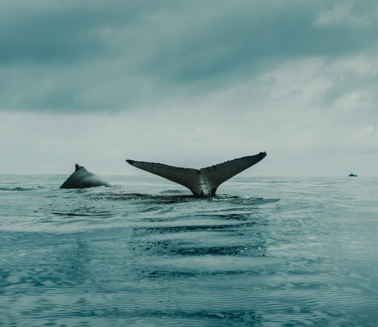 Bitcoin Sharks Continue Build-up, However Whales Stagnate