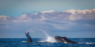 Bitcoin Witnesses Historical Whale Exodus: What You Required To Know