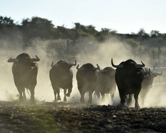 Shiba Inu: Will This Bullish Development Cause A 25% Upswing?