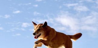Can Dogecoin Reach $0.85? Bullish Setup Mean Possible For Advance