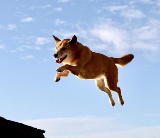 Can Dogecoin Reach $0.85? Bullish Setup Mean Possible For Advance