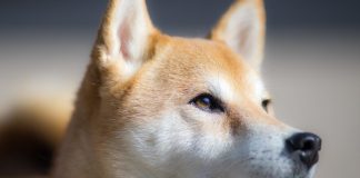 Shiba Inu’s DeFi Aspirations May Rattle DOGE’s Market As SHIB Relies On Digital IDs