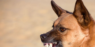 Shiba Inu: More Bite Than Bark Over The Weekend With Over 15% Dive