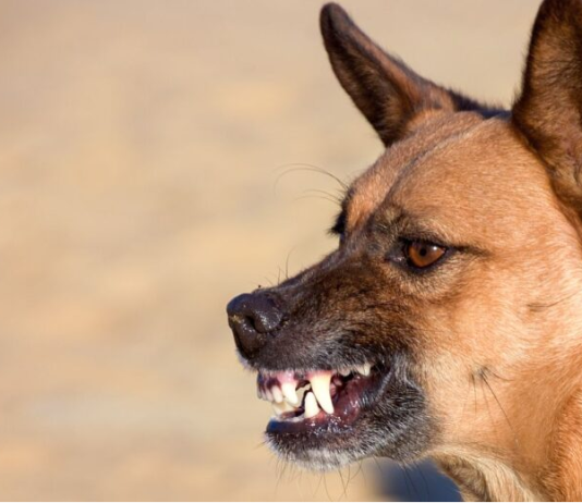 Shiba Inu: More Bite Than Bark Over The Weekend With Over 15% Dive