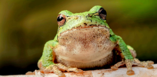 PEPE’s Future: Will Costs Of Meme Coins Continue To Drop?