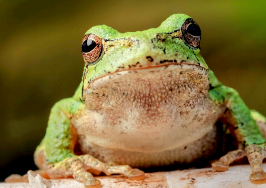 PEPE’s Future: Will Costs Of Meme Coins Continue To Drop?