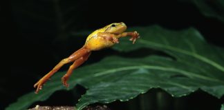 PEPE Coin Makes Minor Gains With 3.5% Spike– Indication Of Healing?